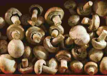 Не почорніють і не втратять пружність: як правильно зберігати гриби в холодильнику