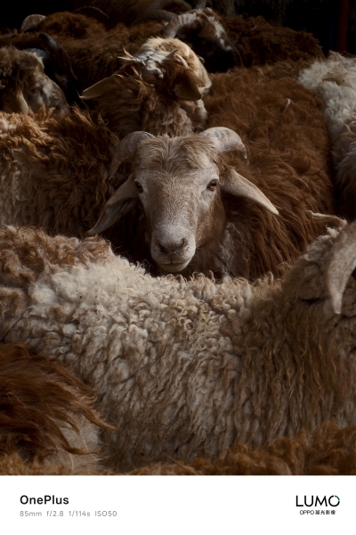 OnePlus 15 вийде до кінця року, компанія опублікувала фото з камери смартофна