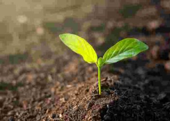 Як природним способом очистити ґрунт від фітофтори: досвід городників