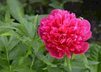 Що робити з півоніями восени: поради, що гарантують пишне цвітіння навесні