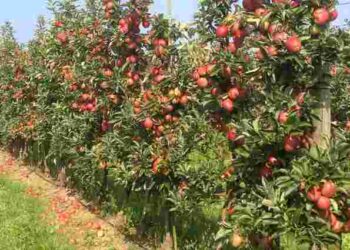 П’ять фруктових дерев, які ви ще встигаєте посадити цієї осені