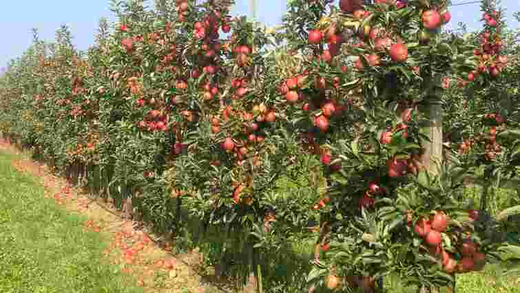 П'ять фруктових дерев, які ви ще встигаєте посадити цієї осені