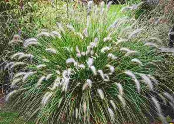 Швидко розростаються і виходять з-під контролю: 6 рослин, які не треба вашому саду