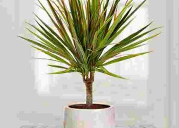 Драцена вʼяне і втрачає листя: що ви зробили не так і як врятувати рослину