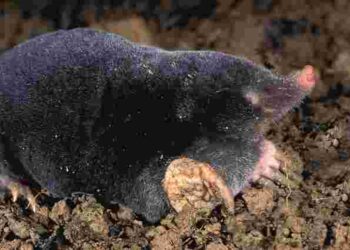 Ваша ділянка під загрозою: хто риє нори на подвірʼї і як з цим боротися