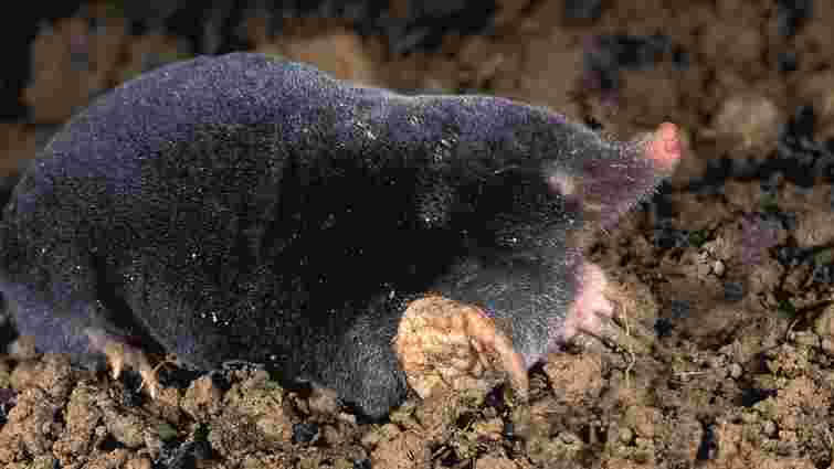 Ваша ділянка під загрозою: хто риє нори на подвірʼї і як з цим боротися