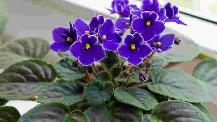 Обов'язково зробіть це після цвітіння фіалок: ці два кроки врятують ваші квіти від виснаження