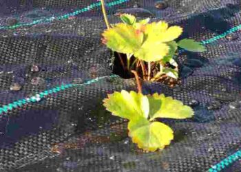 Про що свідчать пожовтілі саджанці полуниці: важливі поради для садівників