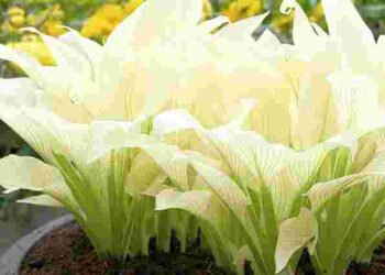 Легендарна біла хоста: як створити світлові акценти у тіньовому саду