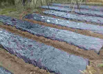 Синоптики прогнозують перші заморозки: як захистити город простими методами