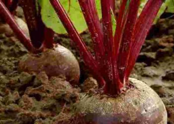 Посівний календар допоможе: як і коли збирати буряки, щоб вони довго зберігалися