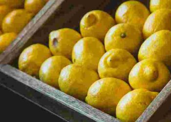 Стиглий та соковитий: як правильно обрати лимон у магазині