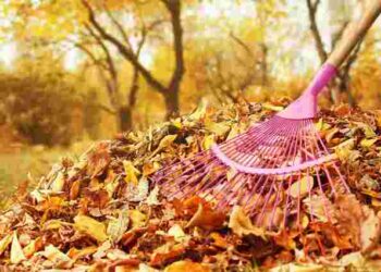 Ці поради врятують ваш сад: з якими осінніми справами не слід поспішати
