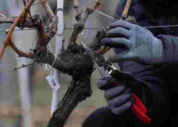 Обрізка винограду: поширена помилка, яка може коштувати вам усього врожаю