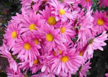 Не викопуйте і не обрізайте: як правильно доглядати хризантеми восени