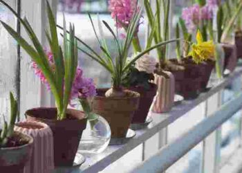 Ці прості способи працюють: як поливати кімнатні рослини під час відпустки