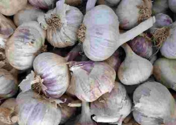 Стійкі до морозів і хвороб: які сорти озимого часнику найкраще обрати для вдалого врожаю
