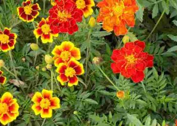 Закопайте чорнобривці вже зараз: дієвий спосіб покращити ґрунт