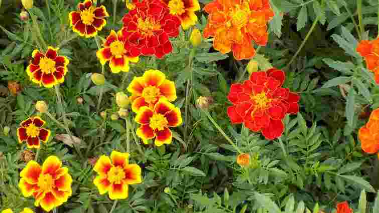 Закопайте чорнобривці вже зараз: дієвий спосіб покращити ґрунт