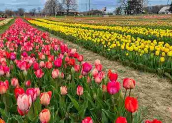 Найкраще добриво: що додати при посадці тюльпанів у лунку для пишної весняної клумби