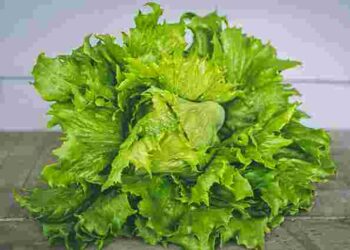 Хрусткий та свіжий надовго: як правильно зберігати салат у холодильнику