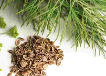 Зелений лікар на грядці: що посіяти для підтримки свого здоров’я