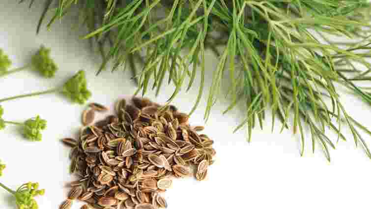 Зелений лікар на грядці: що посіяти для підтримки свого здоров’я