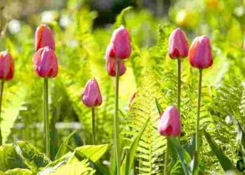 Осінній секрет поливу: як гаряча вода забезпечить тюльпанам рясне цвітіння навесні