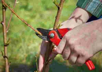 Як підготувати сад до зими без зайвих зусиль: основні етапи