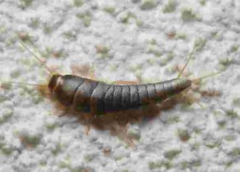 Як позбутися лусочниці у ванній кімнаті: вам знадобиться харчова сода