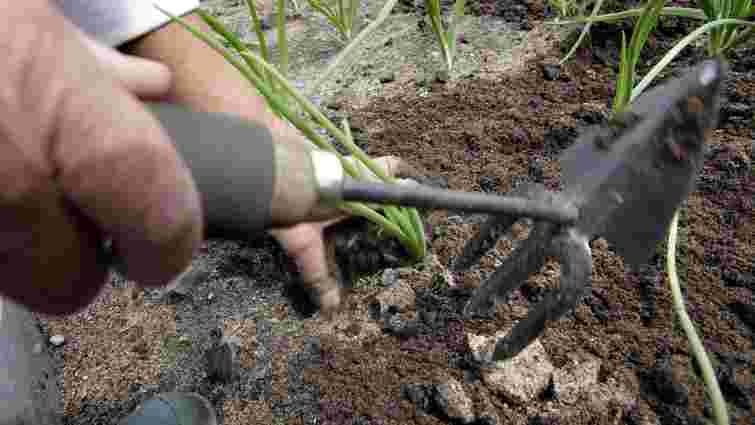 Земля після дощу перетворилася на камінь: прості способи розпушити грядку