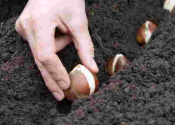 Про це не можна забувати: коли і як найкраще садити тюльпани восени