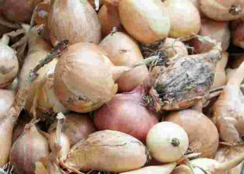 Ніколи так не робіть: поруч з яким овочем не можна зберігати цибулю