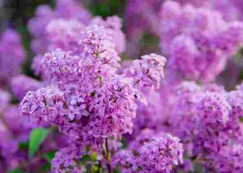 Тільки не у вересні: які 4 рослини не можна обрізати зараз і чому