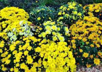 Не всі хризантеми можуть пережити зиму: як зберігати кущі після викопування