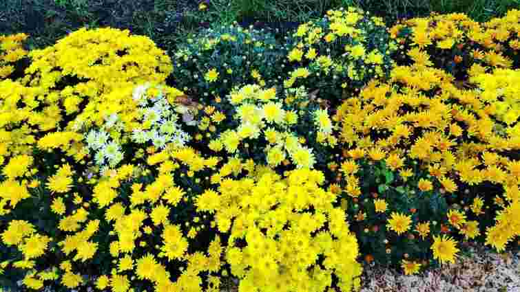 Не всі хризантеми можуть пережити зиму: як зберігати кущі після викопування