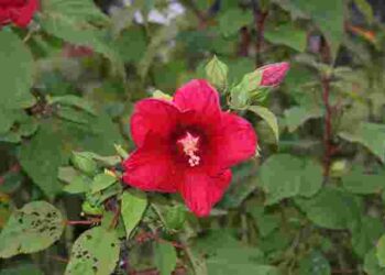 Голландські та флоридські гібіскуси: особливості, догляд і розмноження