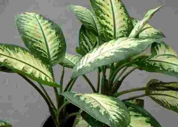 Ризикуєте отруєнням та алергіями: які кімнатні рослини не варто тримати вдома