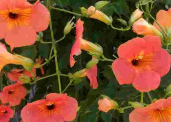 Небезпечна рослина: яка одна квітка здатна знищити сад