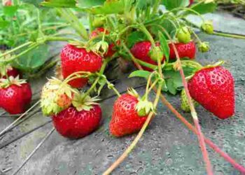 Як садити полуницю восени: 4 ключові умови успішного вкорінення та зимівлі