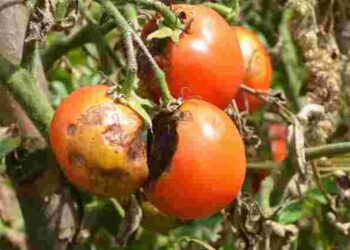 Фітофтороз на помідорах: як правильно обробити грядку восени