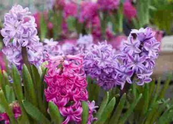 Отримаєте квіти ранньою весною: коли і як правильно садити гіацини восени