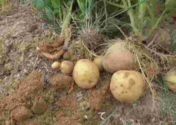 Це зовсім не сміття: як з користю утилізувати картопляне бадилля