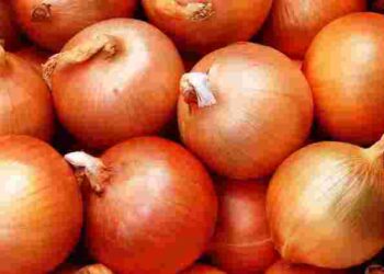 Стигла цибуля без втрат: коли збирати та як зберегти урожай