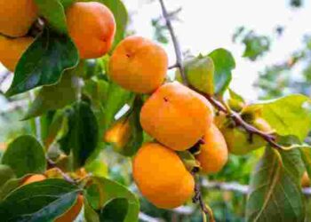 Як висадити хурму, щоб точно прижилася: корисні поради