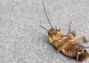 Ці поради перевірені на практиці: як позбутися тарганів раз і назавжди