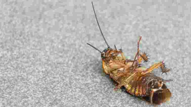 Ці поради перевірені на практиці: як позбутися тарганів раз і назавжди