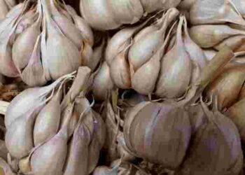 Знадобиться банка: як зберігати часник, щоб тішив вас смаком до весни