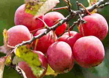 Навіщо вішати старий чобіт на яблуню: простий спосіб із вражаючим ефектом