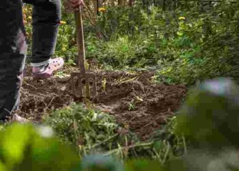 Ці три ефективні добрива вас точно вразять: чим замінити гній на городі